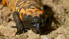 Deadliest delicacies: 10 deadly animals that people actually eat around the world