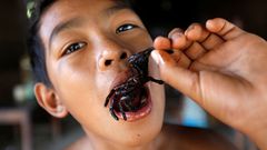 Deadliest delicacies: 10 deadly animals that people actually eat around the world