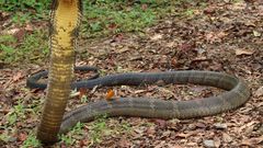 Deadliest delicacies: 10 deadly animals that people actually eat around the world