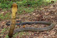 Deadliest delicacies: 10 deadly animals that people actually eat around the world