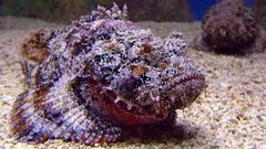 Deadliest delicacies: 10 deadly animals that people actually eat around the world