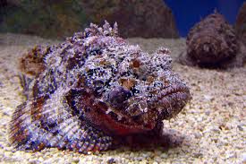 Deadliest delicacies: 10 deadly animals that people actually eat around the world