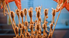 Deadliest delicacies: 10 deadly animals that people actually eat around the world