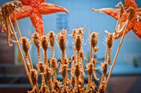 Deadliest delicacies: 10 deadly animals that people actually eat around the world