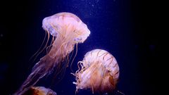 Deadliest delicacies: 10 deadly animals that people actually eat around the world