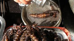 Deadliest delicacies: 10 deadly animals that people actually eat around the world