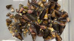 Deadliest delicacies: 10 deadly animals that people actually eat around the world