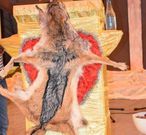 Pastor kills dog and eats the raw meat during church service