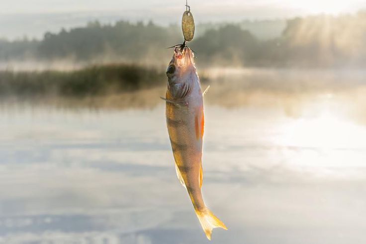 Watch Dr. Pimple Popper Fish For Cysts