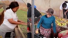 Professional cardiology nurse quits job to become a big-time farmer with more than 70 employees (video)