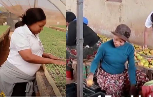 Professional cardiology nurse quits job to become a big-time farmer with more than 70 employees (video)