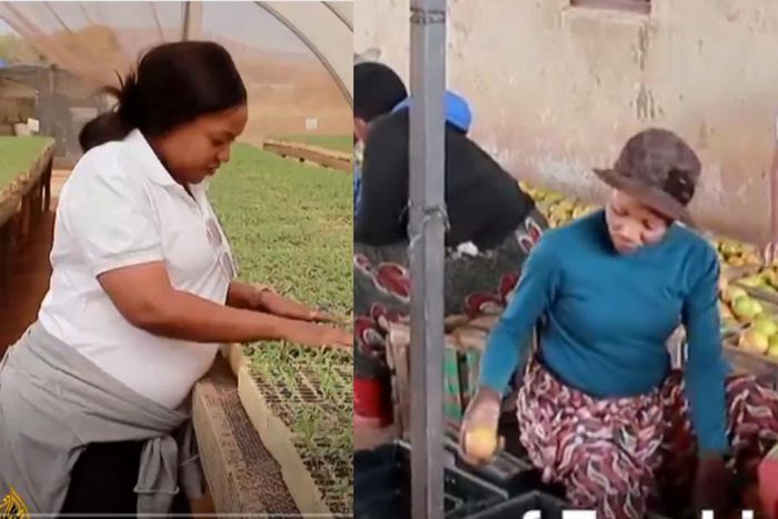 Professional cardiology nurse quits job to become a big-time farmer with more than 70 employees (video)