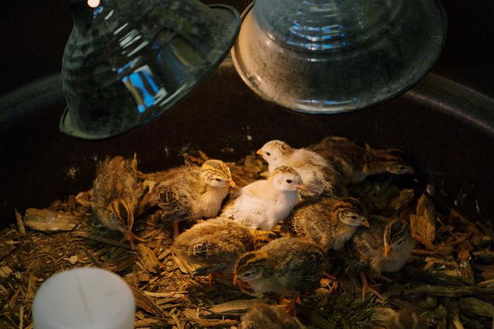 The Secret Jailhouse Garden of Rikers Island