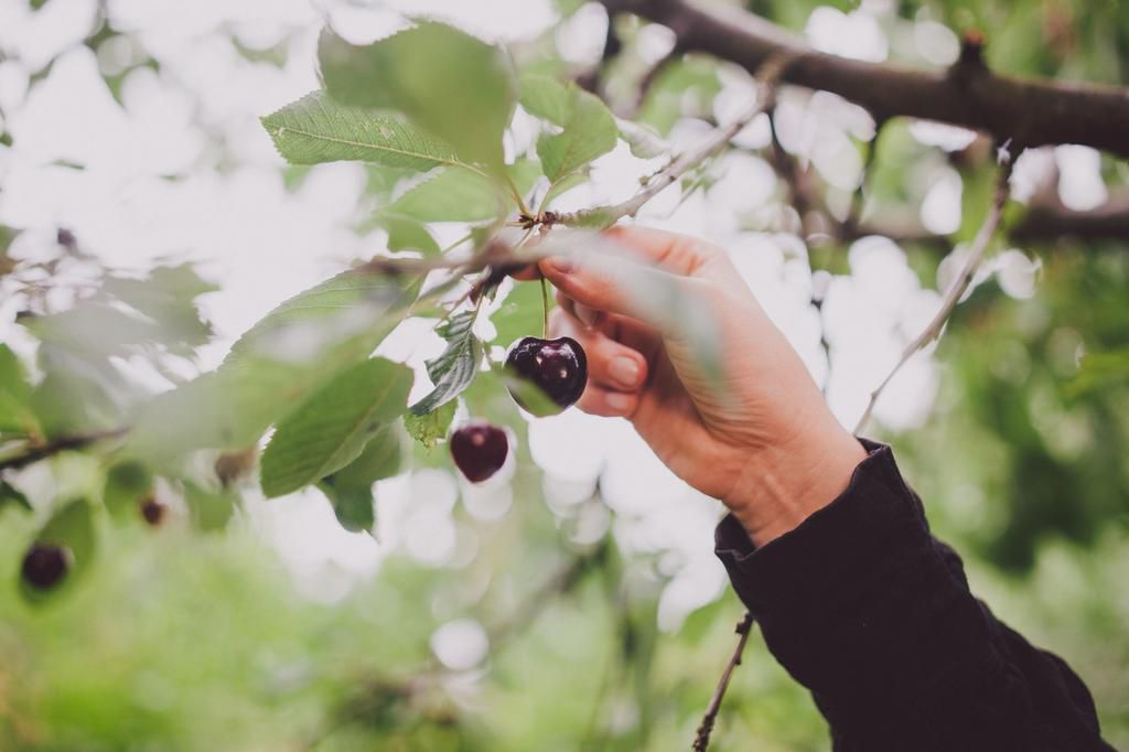 Hand picking cherries in tree.
