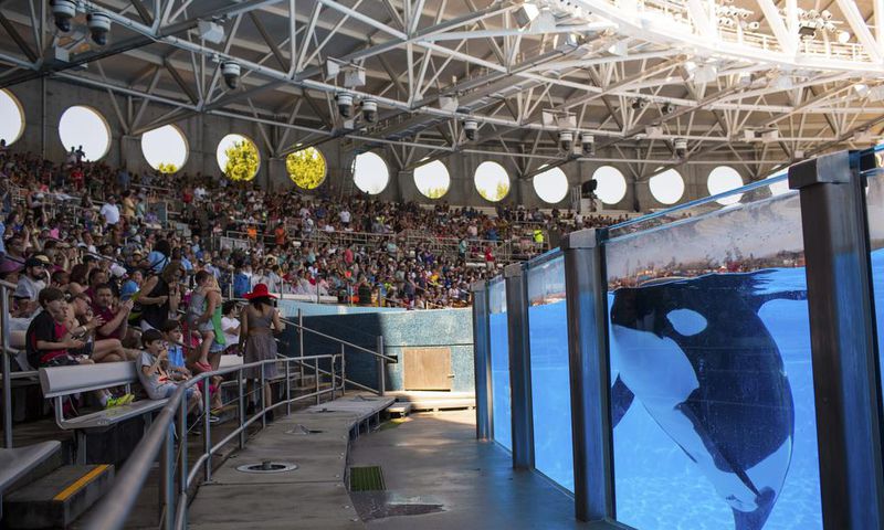 TripAdvisor Ends Ticket Sales to Attractions That Breed or Buy Dolphins and Whales