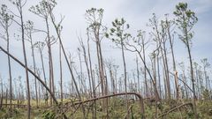 Hurricanes May Kill Some Birds, but Humans Are the Real Threat