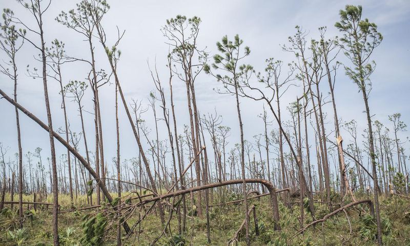 Hurricanes May Kill Some Birds, but Humans Are the Real Threat