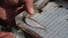 Trump Administration Moves to Lift Protections for Fish and Divert Water to Farms