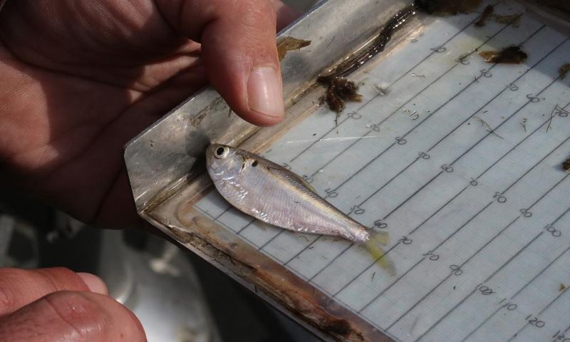 Trump Administration Moves to Lift Protections for Fish and Divert Water to Farms