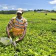 The verdant tea fields of Kenya's Kericho, where British colonisers forced The Kipsigis and Talai peoples from their land in the 1930s