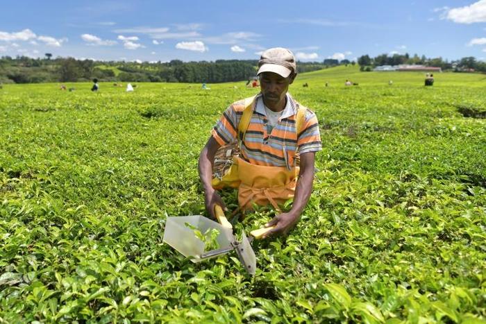 The verdant tea fields of Kenya's Kericho, where British colonisers forced The Kipsigis and Talai peoples from their land in the 1930s