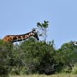 CITES decided to regulate trade in giraffes, angering southern African nations who argue that trade does not contribute to the animal's decline