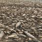 The lake has experienced the phenomenon repeatedly over the last few decades