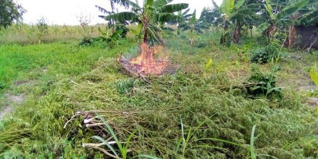 Man arrested for cultivating weed farm
