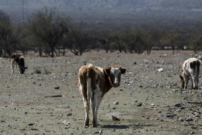 Cows seen on farmland left arid by a lack of rainwater in Colina, north of Santiago, Chile