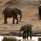 Threatened: Hundreds of elephants are to move home in the biggest wildlife transfer in Zimbabwe's history