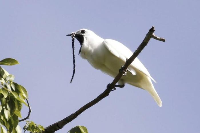 This image obtained October 21, 2019 courtesy of Anselmo d’Affonseca shows a male white bellbird (Procnias albus) screaming its mating call