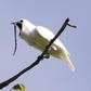 This image obtained October 21, 2019 courtesy of Anselmo d’Affonseca shows a male white bellbird (Procnias albus) screaming its mating call