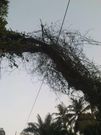PDS provides evidence for dumsor