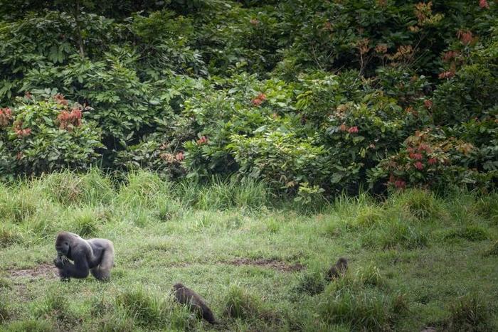 Gabon has been a leader in Central Africa in preserving its rainforests, creating 13 national parks since 2000 that cover around 11 percent of the country