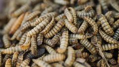 You Might Not Want to Eat Bugs. But Would You Eat Meat That Ate Bugs?