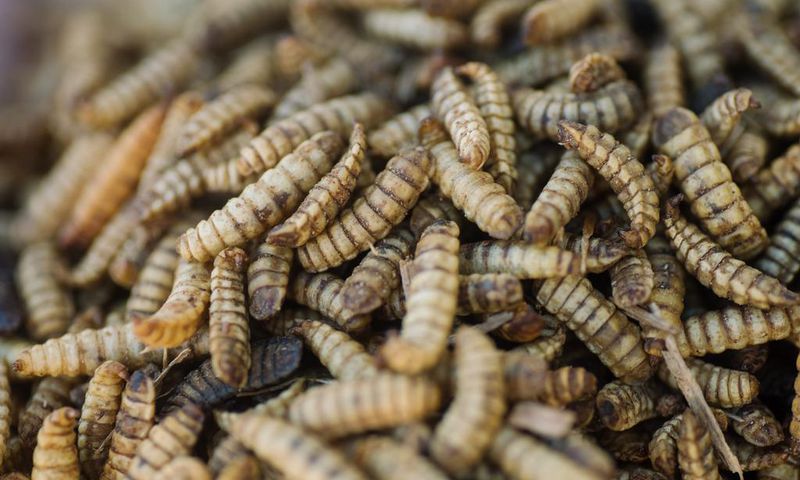 You Might Not Want to Eat Bugs. But Would You Eat Meat That Ate Bugs?