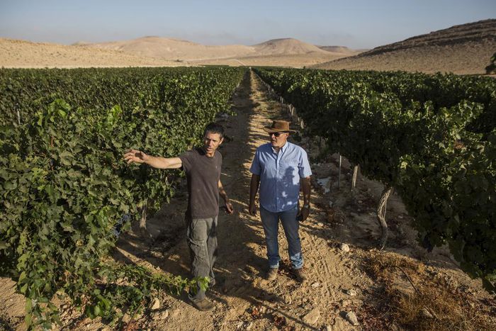 The Future of Wine: Very, Very Dry