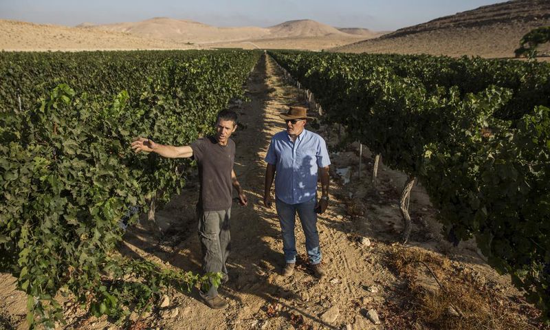 The Future of Wine: Very, Very Dry