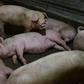Millions of pigs have been culled across Asia in a bid to curb the spread of the disease