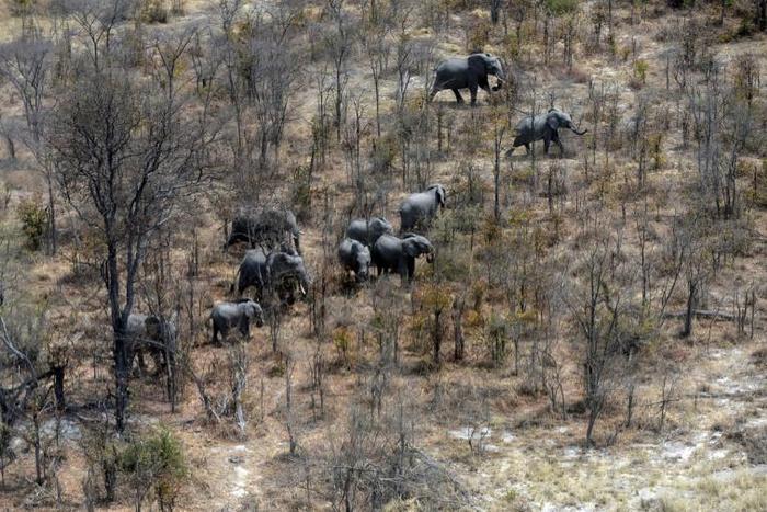 This aerial photograph shows elephants roaming in the plains of the Chobe district in the northern part of Botswana where officials say more than 100 elephants have died due to drought over the past two months