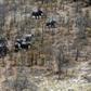 This aerial photograph shows elephants roaming in the plains of the Chobe district in the northern part of Botswana where officials say more than 100 elephants have died due to drought over the past two months