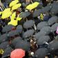 The umbrella vigil calls on the literary world to show solidarity and set an example for freedom of expression and freedom of the press