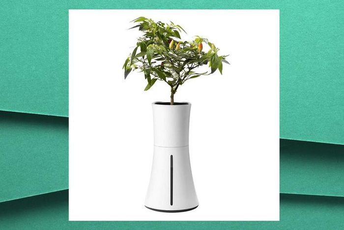This Self-Watering Planter Gives You A Green Thumb
