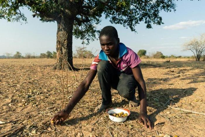 Leon Kufakunesu gathers jackalberry fruit onto a plate which his mother has resorted to serving the family as a midday meal