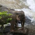 Elephants are known to develop strong social bonds and Thai officials believe the disaster occured after a younger elephant slipped off the cliff