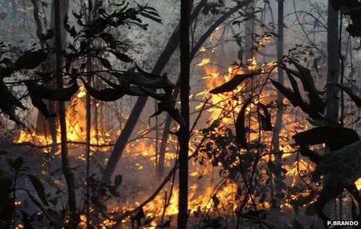 Fire kills 75-year-old farmer