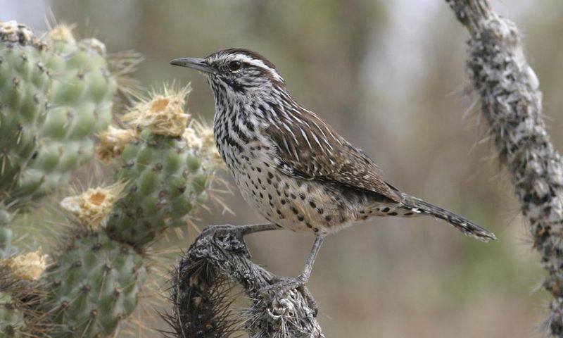 Birds Are Vanishing From North America