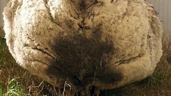 Chris the sheep made headlines after being found wandering with masses of wool sagging from its frame