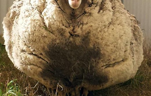 Chris the sheep made headlines after being found wandering with masses of wool sagging from its frame
