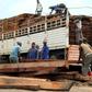 Illegal logging already threatens the mukula tree with extinction in neighbouring Zambia